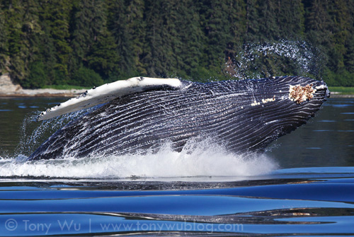 Humpback whale calf, Chatham Strait, Alaska
