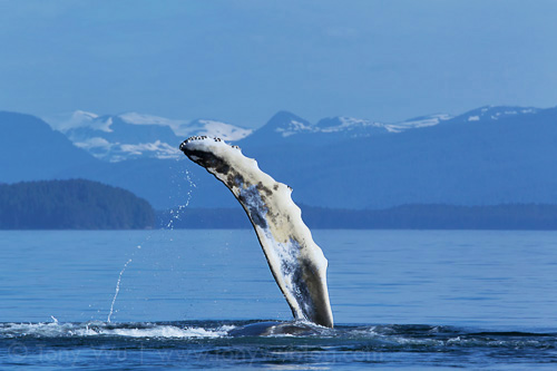 Playful humpback whale calf in Alaska