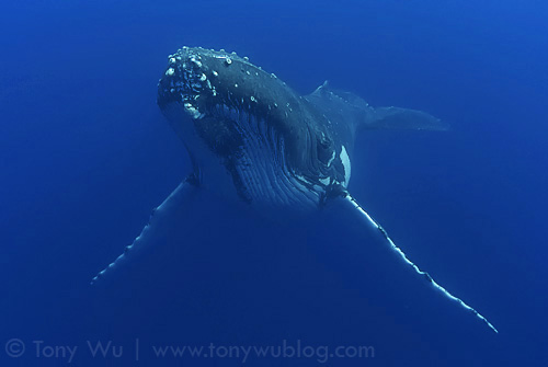 Resting humpback whale