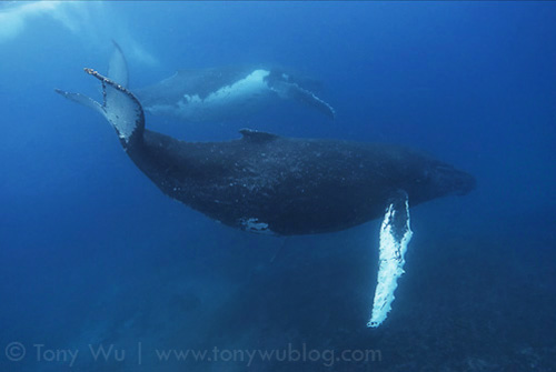 Humpback whale in Tonga with white pectoral fins