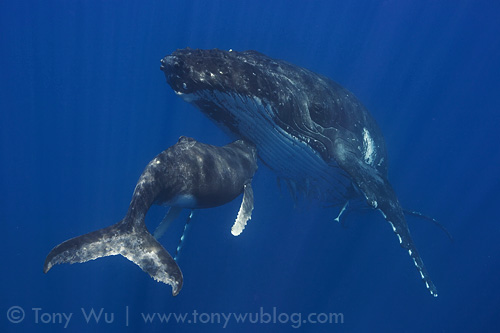 Humpback whale female with calf, Tonga
