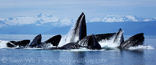 Humpback whales bubble net feeding in Alaska
