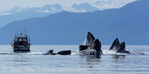 Humpback whales bubble net fishing in Alaska