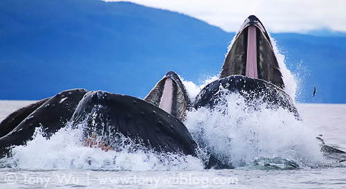 Humpback whales with mouths wide open