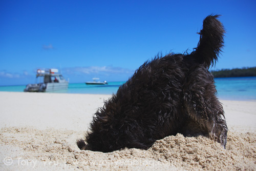 Dog digging in sand at Mounu Island Resort