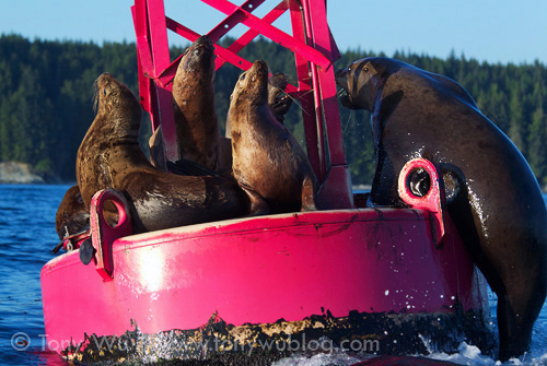 Steller sea lions, Alaska