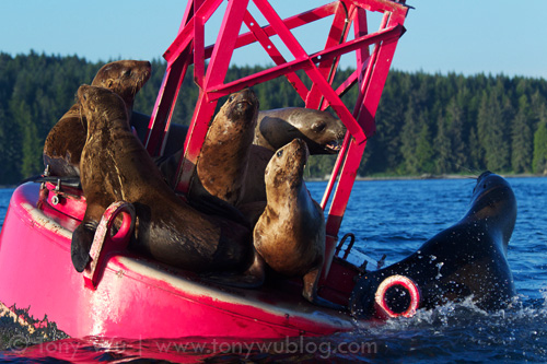 Steller sea lion falling into the water