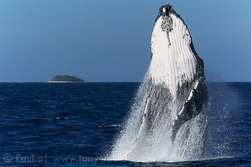 Breaching humpback whale in Tonga