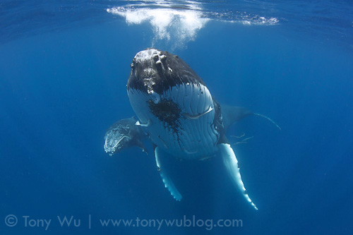 Humpback whale calf and mother in Tonga