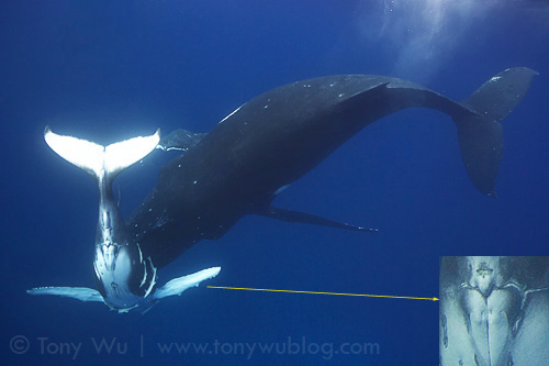 Female humpback whale with calf in Tonga
