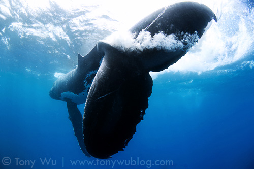 Humpback whale swishing its fluke during a heat run, Tonga