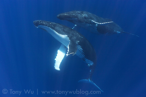 Pair of courting humpback whales in Tonga