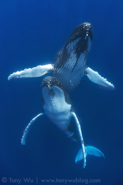 Female and male humpback whale engaged in courtship, Tonga