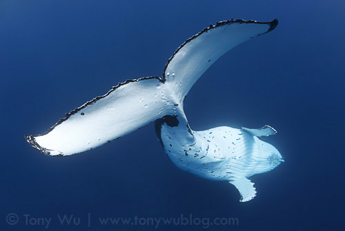 Male humpback whale diving into blue water in Tonga