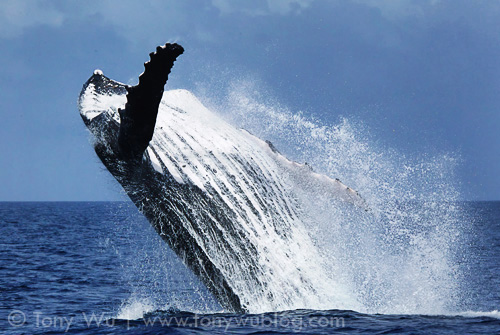 Breaching humpback whale, mother of calf #38, Tonga