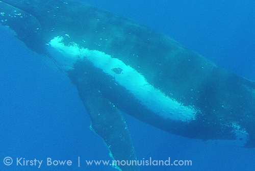 Distinctive body print of female humpback whale in Tonga