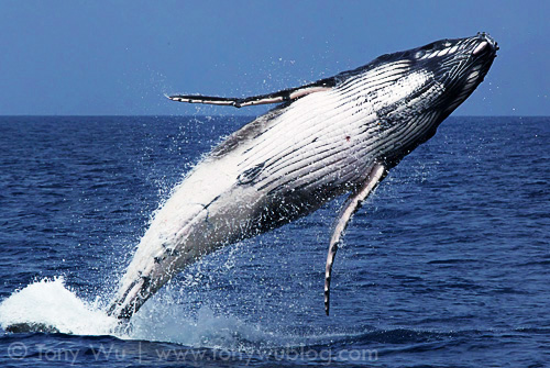 Breaching humpback whale calf in Tonga