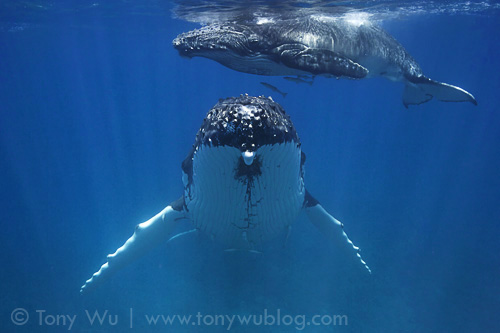 Humpback whale female with calf, Tonga