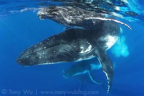 Female humpback whale and calf in the midst of a heat run