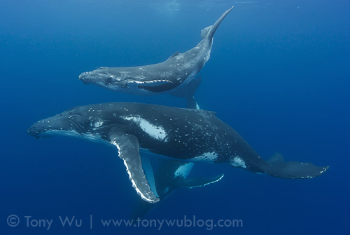 Humpback whale female with calf and escort in Tonga
