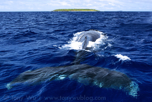 Humpback whale cruising along the ocean surface, Tonga