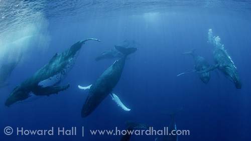humpback whale in an 11-whale heat run, Tonga