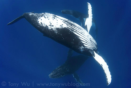 Three male humpback whales socialising...the Three Musketeers