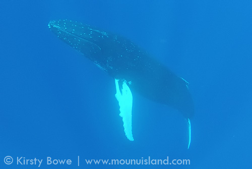 humpback whale with all white pectoral fins, Tonga