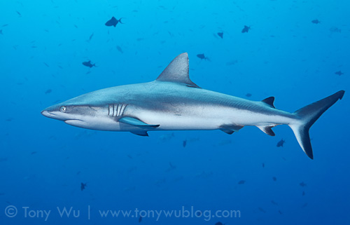 Grey reef shark (Carcharhinus amblyrhynchos) at Blue Corner dive site in Palau