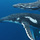 52 Humpback Whale Calves!