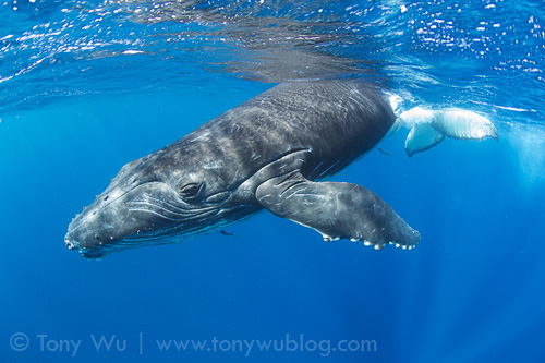Male humpback whale calf, Vava'u, Tonga