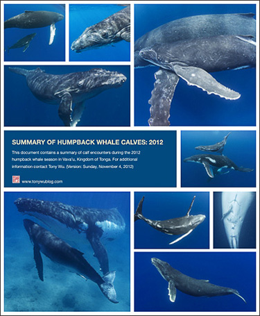 Summary of humpback whale calf encounters, Tonga 2012, Tony Wu
