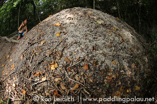 Micronesian megapode mound, Megapodius laperouse, Palau