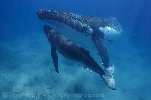 female humpback whale with calf, Tonga