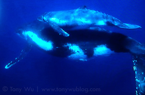 humpback whale mother and calf in tonga