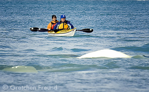 Kayaking with friendly beluga whales in Canada