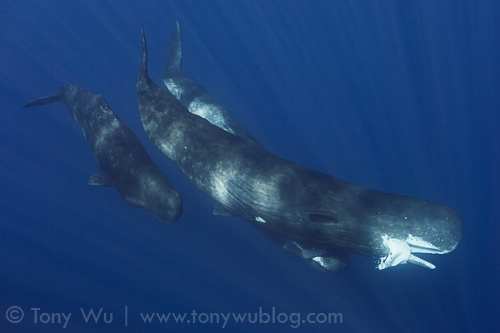Adult sperm whale carrying giant squid, sperm whale calf following closely