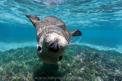 juvenile Australian sea lion (Neophoca cinerea) swimming upside-down