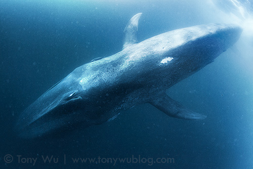 Blue whale (Balaenoptera musculus) in Sri Lanka