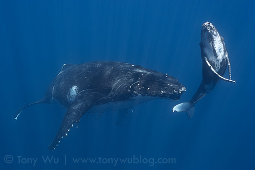 Female humpback whale calf with her mother
