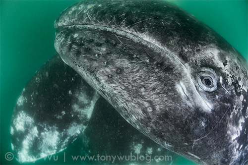 Gray whale calf (Eschrichtius robustus) with mother underneath