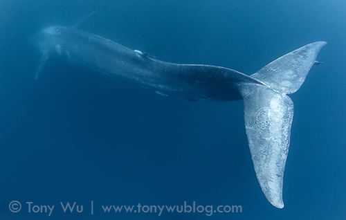 blue whale (Balaenoptera musculus brevicauda) diving into the blue