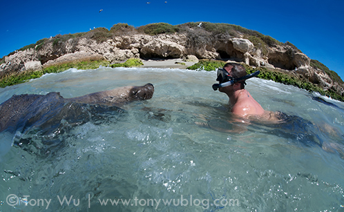 Australian sea lion. Carnac Island. Western Australia.