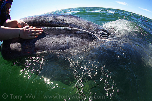 Baby gray whale (Eschrichtius robustus) in Baja, Mexico
