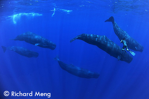 tony wu photographing sperm whales