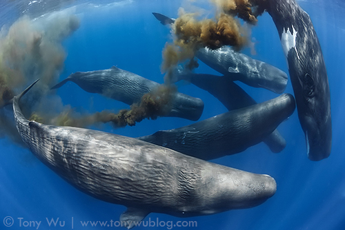 Group of sperm whales, with one defecating<br />
