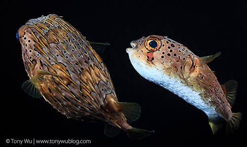 Porcupinefish courtship and spawning in Lembeh Strait