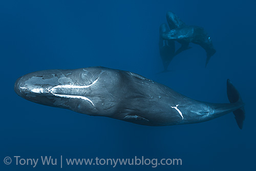 Four sperm whales (Physeter macrocephalus)