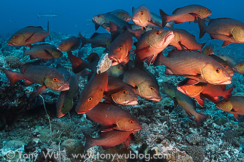 swarm of lutjanus bohar two-spot red snappers eating a boxfish, palau