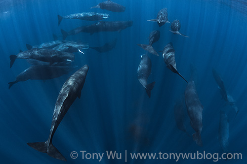 23 sperm whales together (Physeter macrocephalus)